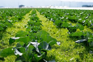 転職体験談：40歳、アパレル系雑誌編集から、夫婦で農業に挑戦！