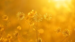 人生の「白秋」