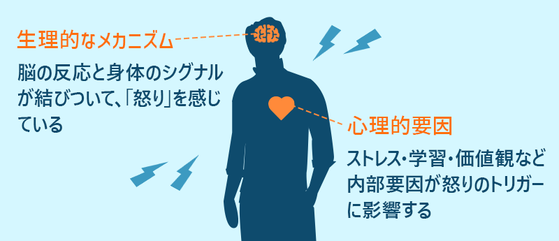 ●生理的なメカニズム：脳の反応と身体のシグナルが結びついて、『怒り』を感じている ●心理的要因：ストレス・学習・価値観など内部要因が怒りのトリガーに影響する