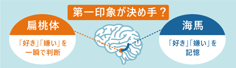 第一印象が決め手？●扁桃体：「好き」「嫌い」を一瞬で判断 ●海馬：「好き」「嫌い」を記憶