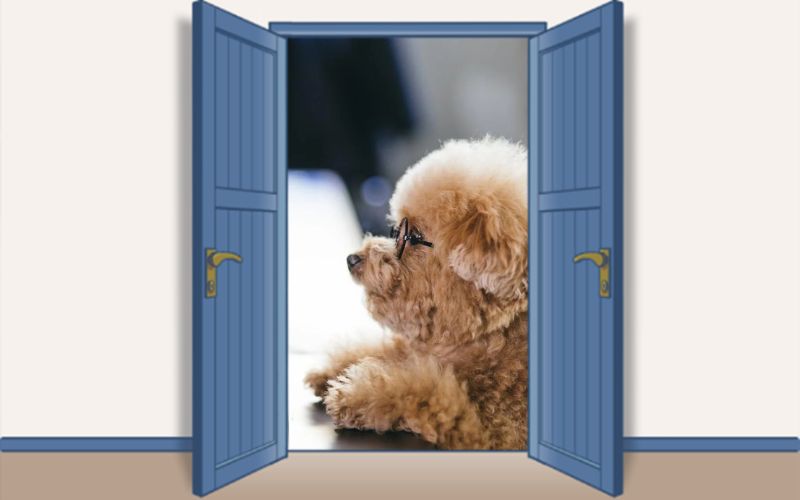 犬