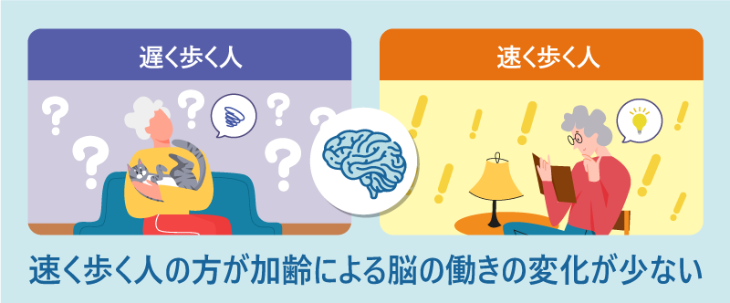 速く歩く人の方が加齢による脳の働きの変化が少ない